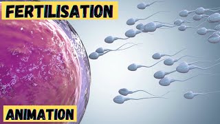 Fertilisation process in humans 3d animation  class 10 12  baby formation from sperm and ovum [upl. by Petta543]