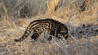 African Civet Animal Facts  Kruger Park Sightings [upl. by Slack]