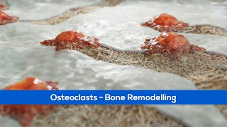 Medical Animation  Osteoclasts  Bone Remodelling [upl. by Enilemme]