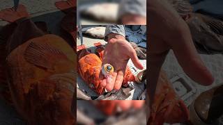 Extracting the iris out of a Yelloweye Rockfish These fish live in the deep waters of SE Alaska fy [upl. by Nilved]