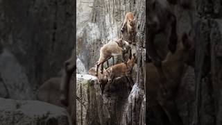 How Mountain Goats Master the Art of Climbing [upl. by Ahsiele]