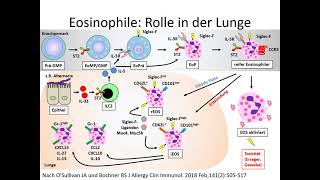 Eosinophile Granulozyten [upl. by Anelahs743]