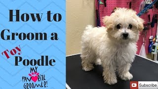 How to groom a Poodle puppy [upl. by Drofdeb]