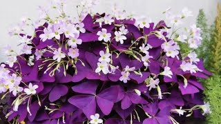 How to Grow Purple Oxalis as a Houseplant [upl. by Elleiram]