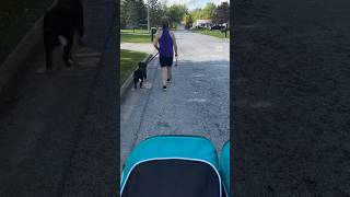 Bernese Mountain Dog Puppy Walk 🐶 bernesepuppy bernesemountaindog puppy bernesemountaindogpuppy [upl. by Yennep]