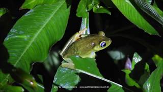 Hypsiboas albomarginatus Guarau PeruíbeSPBR 20 9 2018 Antonio Silveira [upl. by Mcnully]