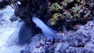 Pearly Jawfish Aquarium of the Pacific in Long Beach CA 11172019 [upl. by Okimuy]