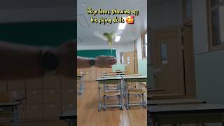 Empty classroom flying fun budgiediary birds skyebird cuteanimals parrot cutebirds pets [upl. by Miguel]