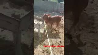 animals cow [upl. by Josephina]