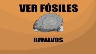 Bivalvos  Ver Fósiles [upl. by Haberman]