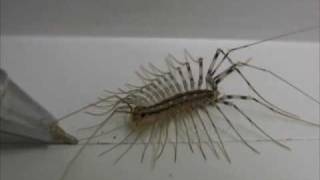 Centipede grooming closeup video [upl. by Enailil616]