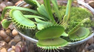 Venus Flytrap time lapsewmv [upl. by Yorgerg627]