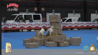 Presentación Bodeguero Andaluz  Ciudad Real 2024 [upl. by Ettenav]