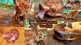 ❤️நம் வீட்டு ஆடு 🐐குட்டி போடுவதை பாருங்கள் நேரடிகட்ச்சி browny👀 again become mother 🤩 [upl. by Gardy]