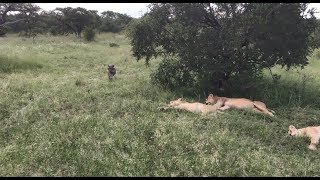 Warthog runs right into a pride of lions [upl. by Edyth]