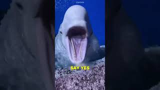 Cute Beluga Whale Got Angry animals opcean [upl. by Ardnossak525]