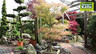 Gartengestaltung Japanischer Ahorn I PflanzenKölle [upl. by Htebasyle]