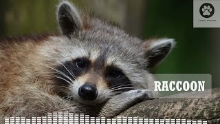 What does a raccoon sound like Raccoon call  raccoon sounds  raccoon noises [upl. by Swigart]