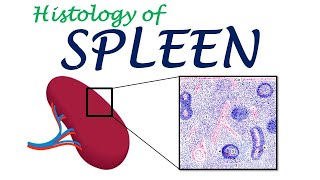 Chp9b Histology Inder Bir Singh  HISTOLOGY of Spleen  Dr Asif Lectures [upl. by Juan256]