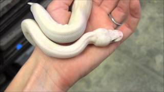 Baby Blue Eyed Leucistic Ball Python [upl. by Rachaba]