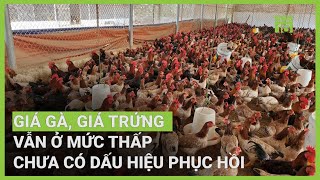 Thị trường gà chưa có dấu hiệu phục hồi  VTC16 [upl. by Bautram79]