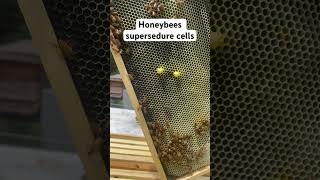 Honeybee supersedure cells honeybee savethebees beekeeping beekeeper [upl. by Stesha]