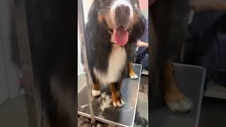 HERACLES 💙 Bovaro del Bernese Restyling 😍 lovelypetboutique🐾 groomersoftiktok groomer [upl. by Ellesij]