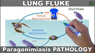 Paragonimiasis  Lung fluke and its Life Cycle [upl. by Alicul125]