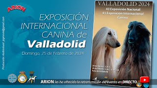 Exposiciones Internacional Canina  Valladolid 2024 [upl. by Columbyne]