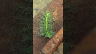 Baron butterfly caterpillar Euthalia monina shortvideo youtubeshorts viralvideo [upl. by Drais203]