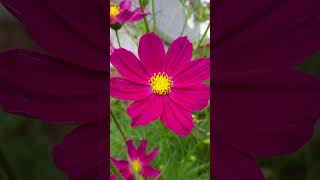 Beautiful Cosmos අටපෙතියා nature relaxing beautiful gardening cosmos summer flowers bees [upl. by Natasha]