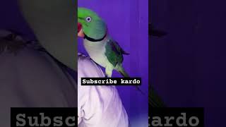 Supportme foryou parroting birds parrottalkin parrotspeak funny bollywood [upl. by Avonasac456]