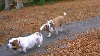 Scottish Basset Hound Walkers at Hazlehead Park Aberdeen [upl. by Cuthburt]