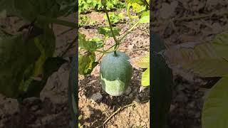 Apna veena vlogs 🙏 Aapka swagat hai ♥️♥️shortvideo gardening plants beautifulterracegarden yt [upl. by Adraynek]