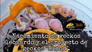 Nacimientos de gecko leopardo y el nuevo proyecto de geckos Blood [upl. by Nedgo]