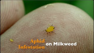 Aphid Infestation on Milkweed [upl. by Dustan]