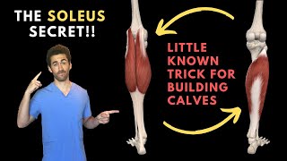 The Soleus Secret The Anatomy behind Calf Definition and Volume [upl. by Danziger]