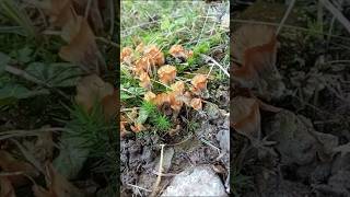 Funghi Le rare rosette lanose di quotCotylidia pannosaquotsettembre 2024 [upl. by Geldens671]