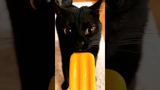 Black cat activities cat pets funnypets funnycats shorts [upl. by Liahus]