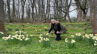 Spring planting and display Fritillaria Daffodil Pulmonaria [upl. by Wenonah]