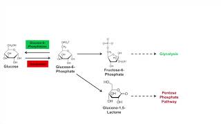 Glycogen Synthesis Glycogenesis Pathway [upl. by Kovar]