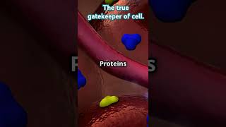 Ultrastructure of cell membrane Fluid mosaic model summarised within a minute education shorts [upl. by Matland]