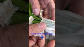 Tips for propagating Christmas cactus without soil [upl. by Anier]