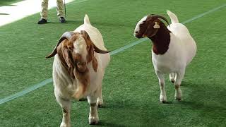 Pacifica Boer Goat Stud at Sydney Royal 2019 [upl. by Glendon]