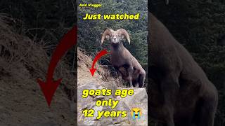 Unbelievable mountain goats Age only 12 years 😭🐐 [upl. by Shaikh]