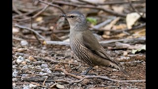 Brown Treecreeper in Eyenesbury Forest Victoria [upl. by Katrina222]