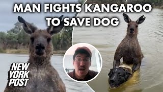 Martial artist punches 7foot kangaroo that was drowning his dog [upl. by Rey]