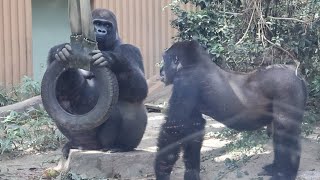 母の体の上を跳び越え、父に向かってパンチで強さをアピールするゲンタロウ⭐️ゴリラGorilla【京都市動物園】NaughtyGentaro jumps over Genkis body [upl. by Accebor36]