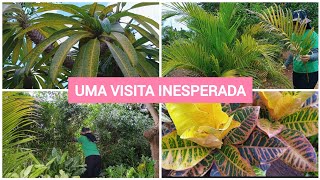 AS FOLHAS AMARELARAM Fazendo poda condução das murtas plantas lindas e terra boa [upl. by Anitsrhc]