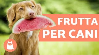 La FRUTTA che fa bene al CANE Benefici e dosi [upl. by Ecirpac480]